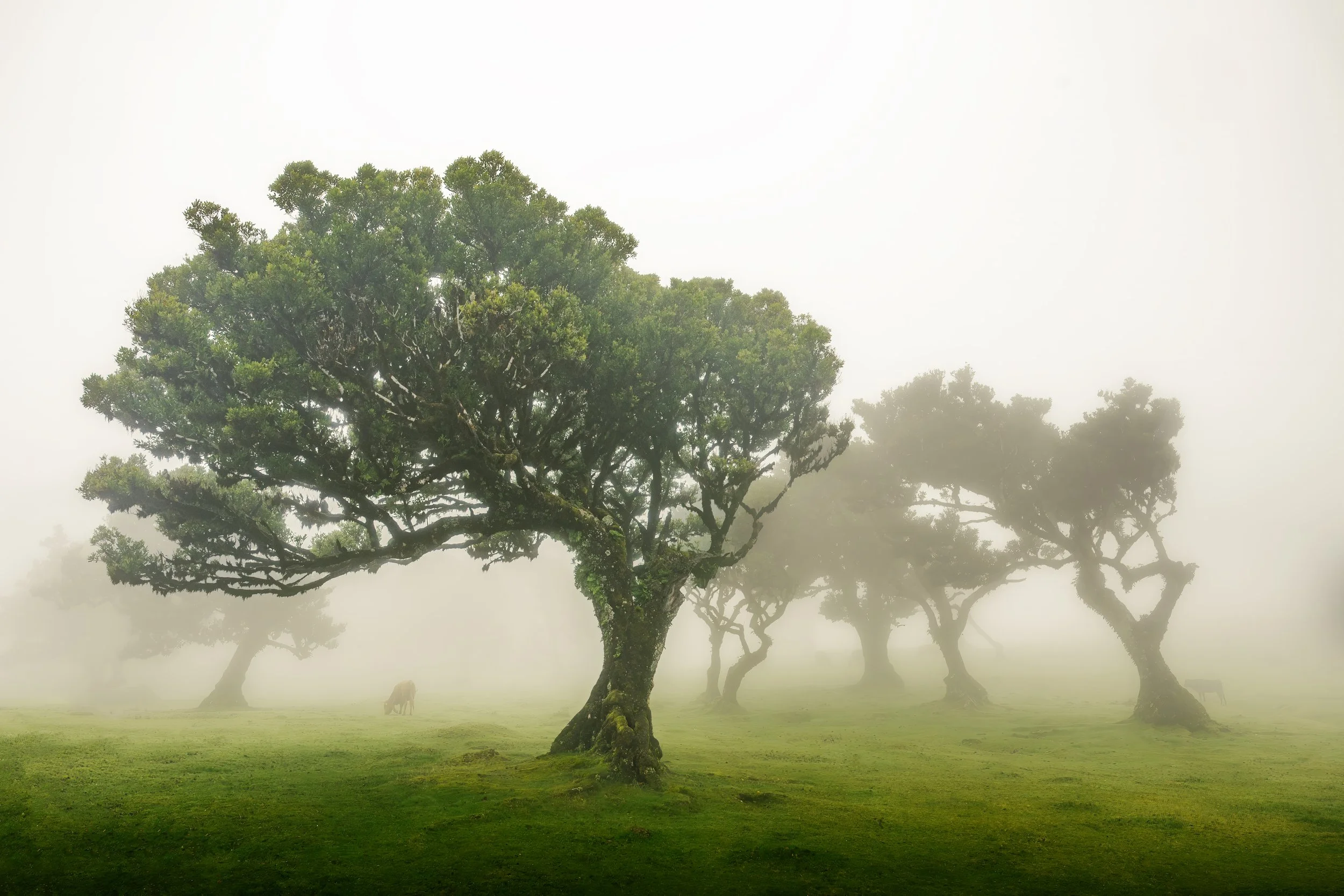 Cow Under Tree-3x2L.jpg
