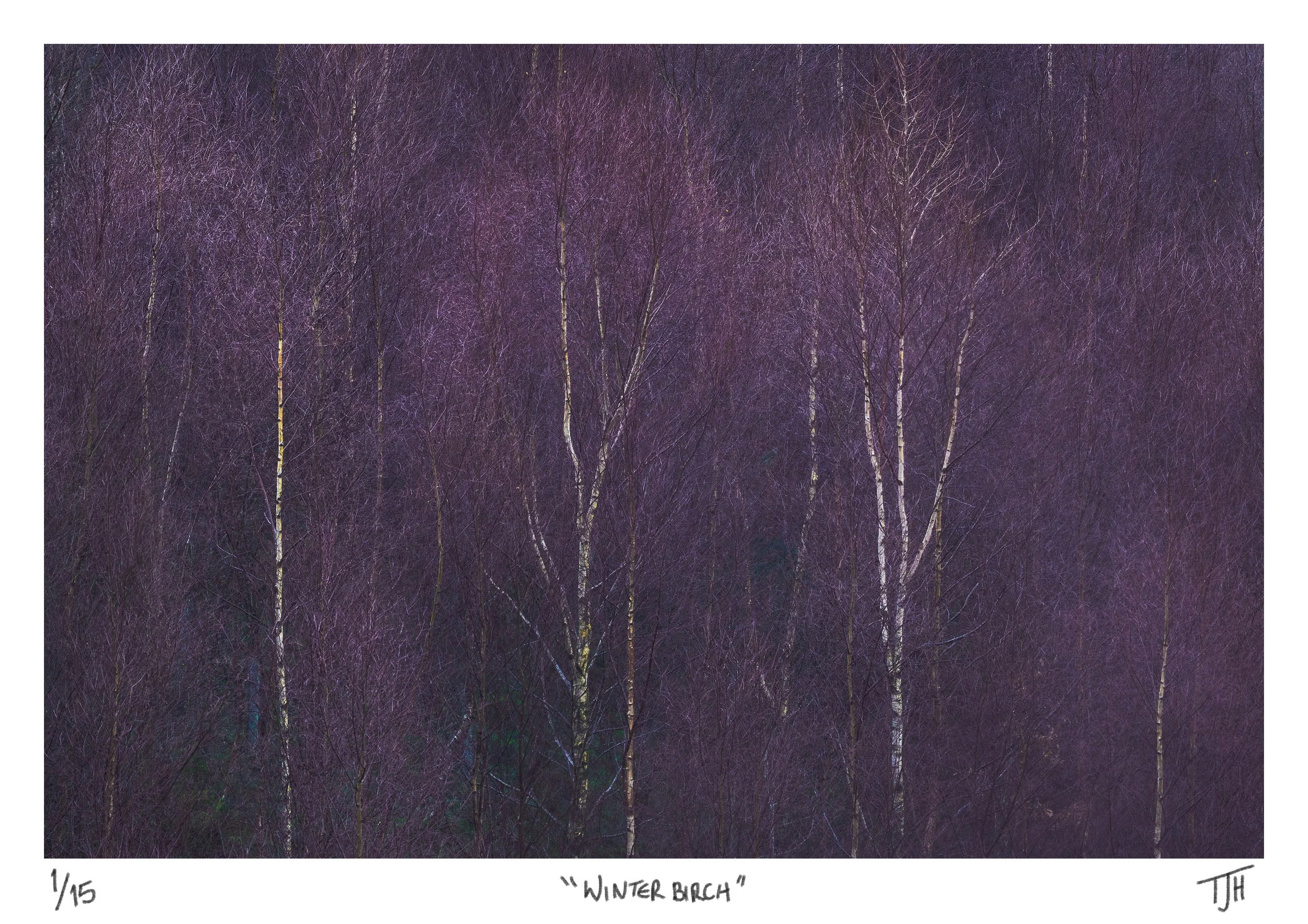 Winter Birch, Lake District