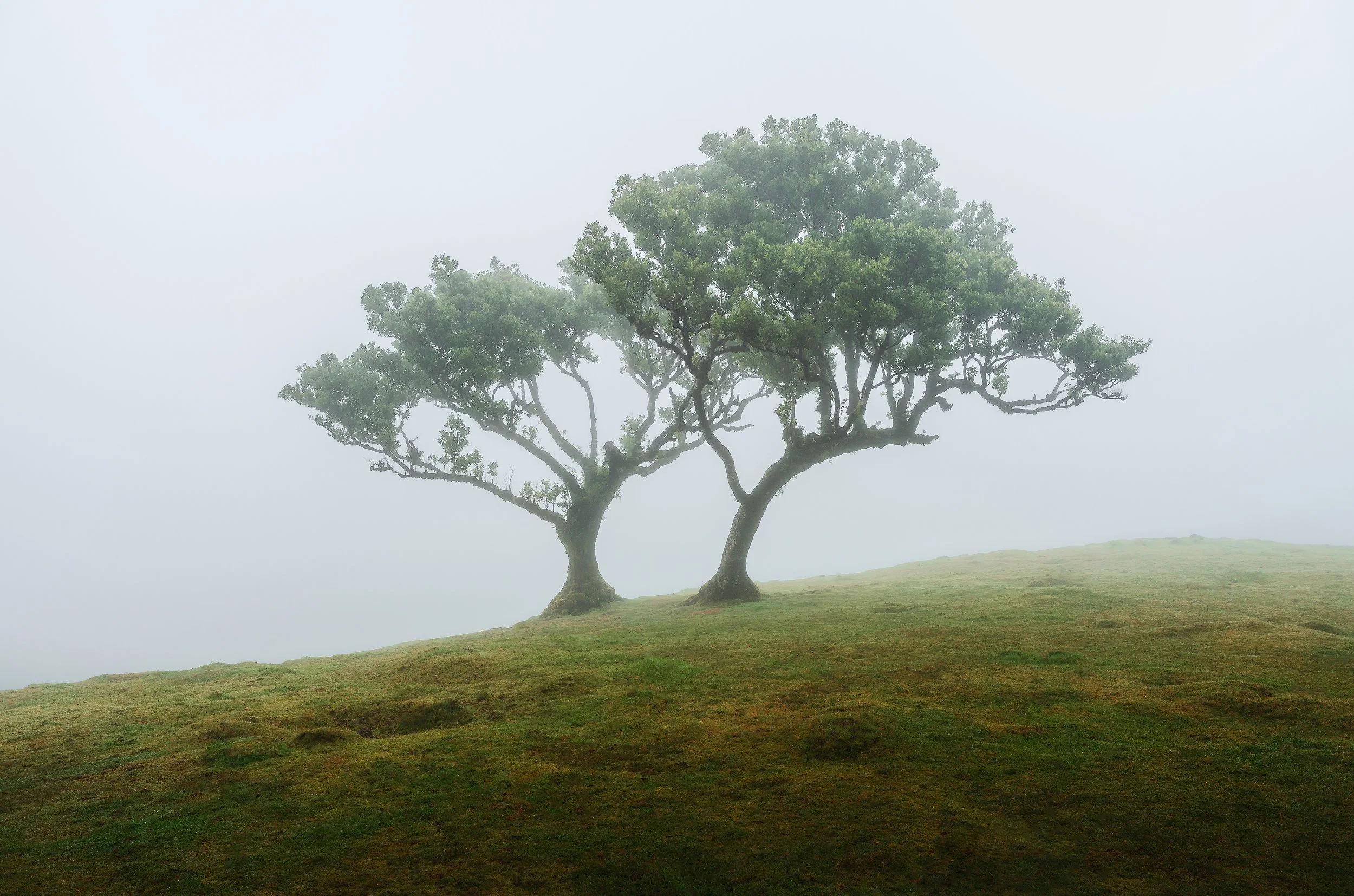 MADEIRA-Fanal-2Trees-Landscape.jpg