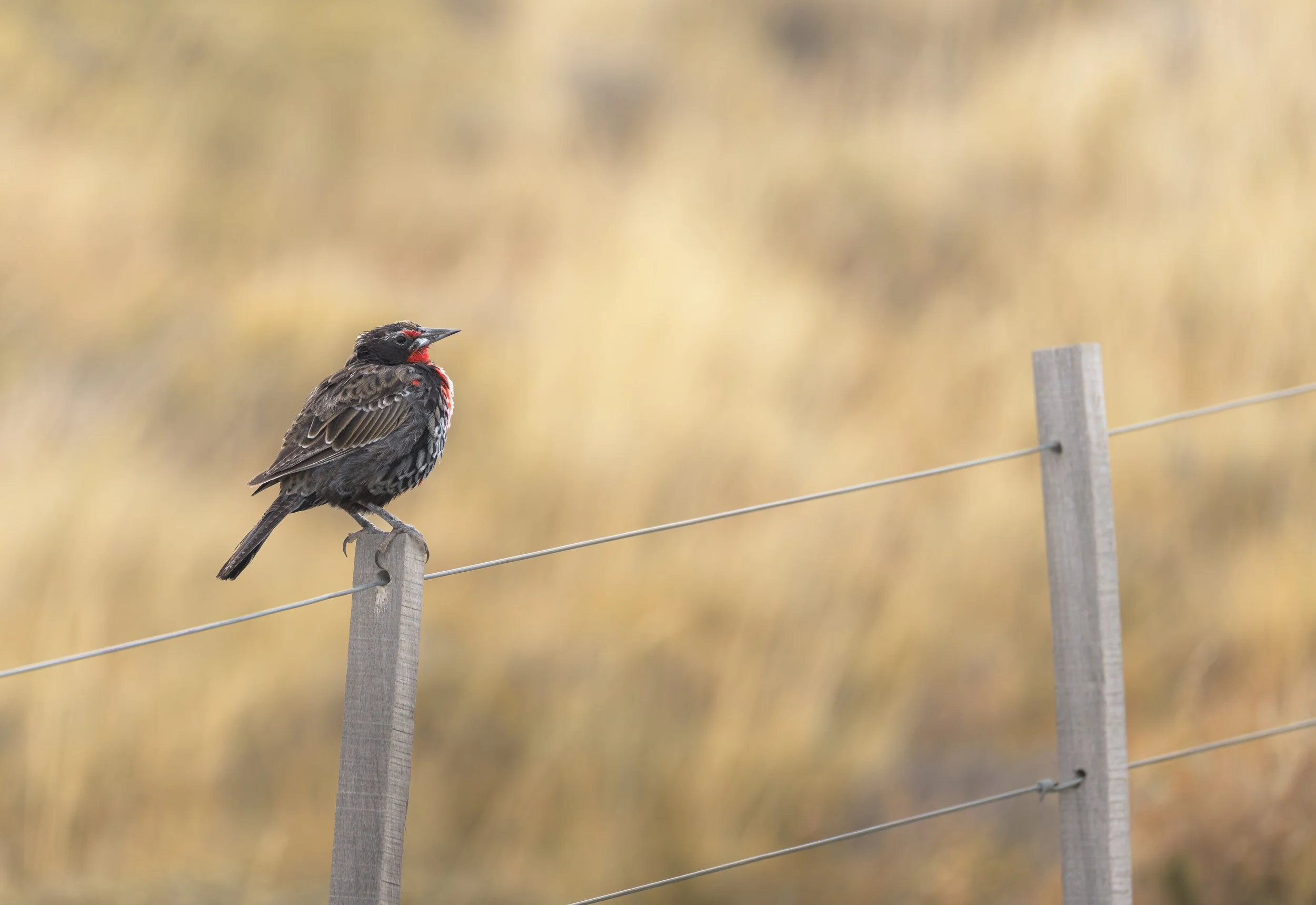 PATAGONIA-ElChalten-Gallery2-20260214-_DSC0100.jpg
