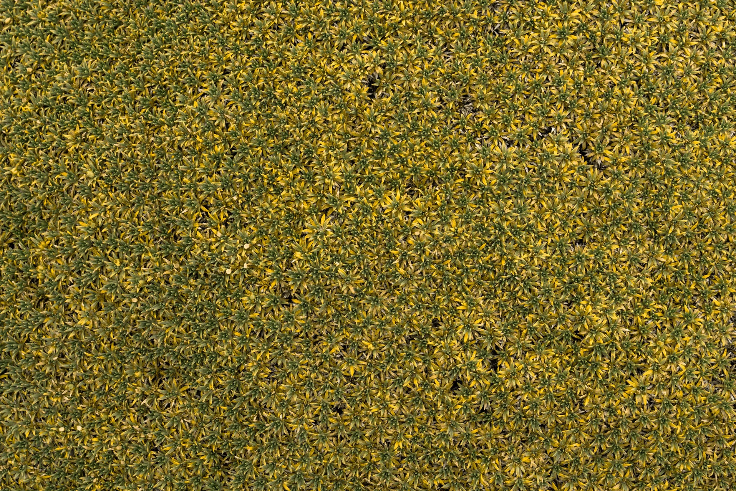 The fram is filled with the leaves from a shrub native to Torres Del Pain. Mostly small yellow leaves with hints of green