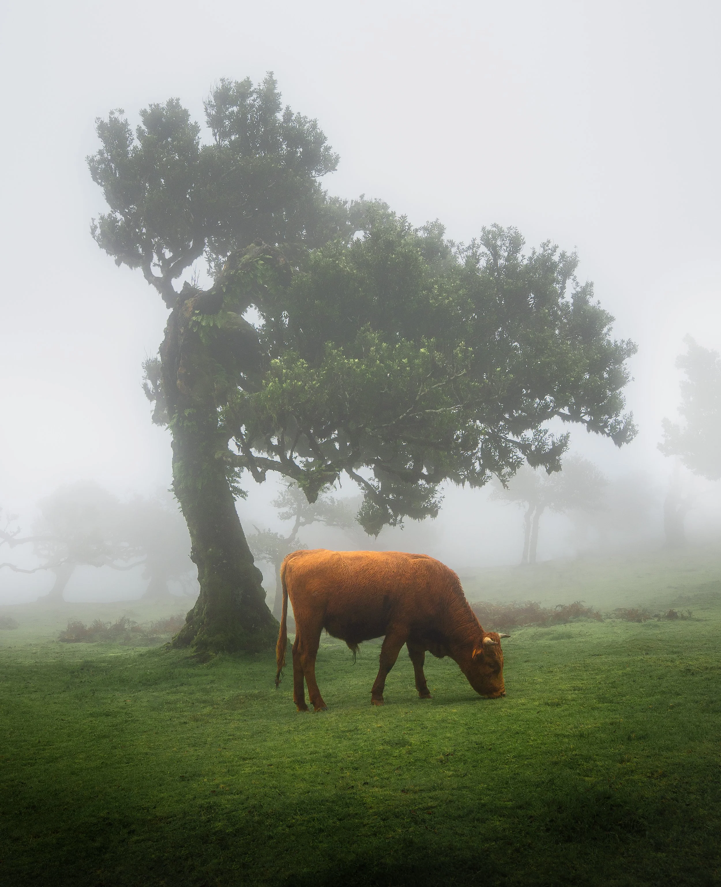 MADEIRA-Fanal-CowUnderTree.jpg