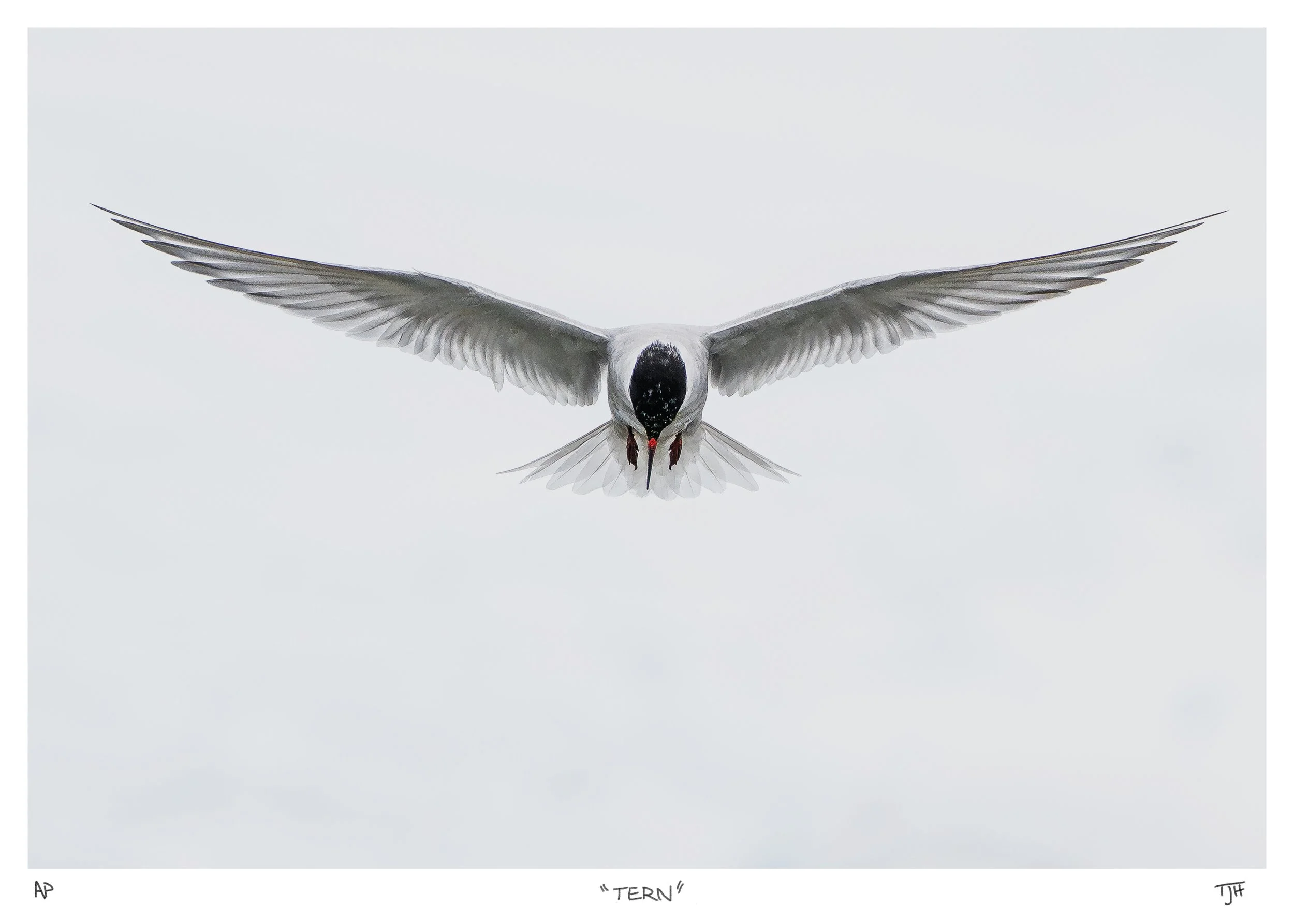 ANTARCTICA-Tern-FineArtPrint-Signed.jpg