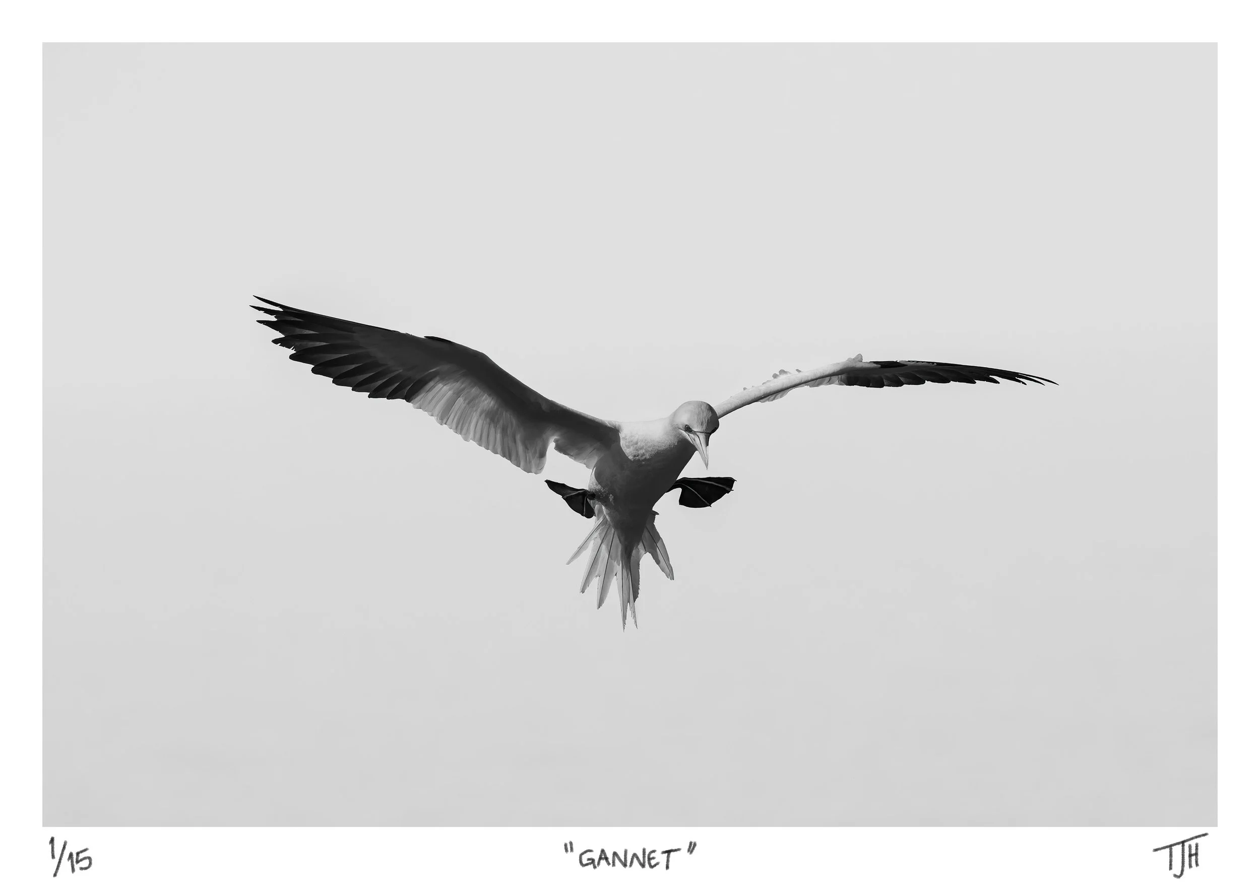 Gannet, Bempton Cliffs