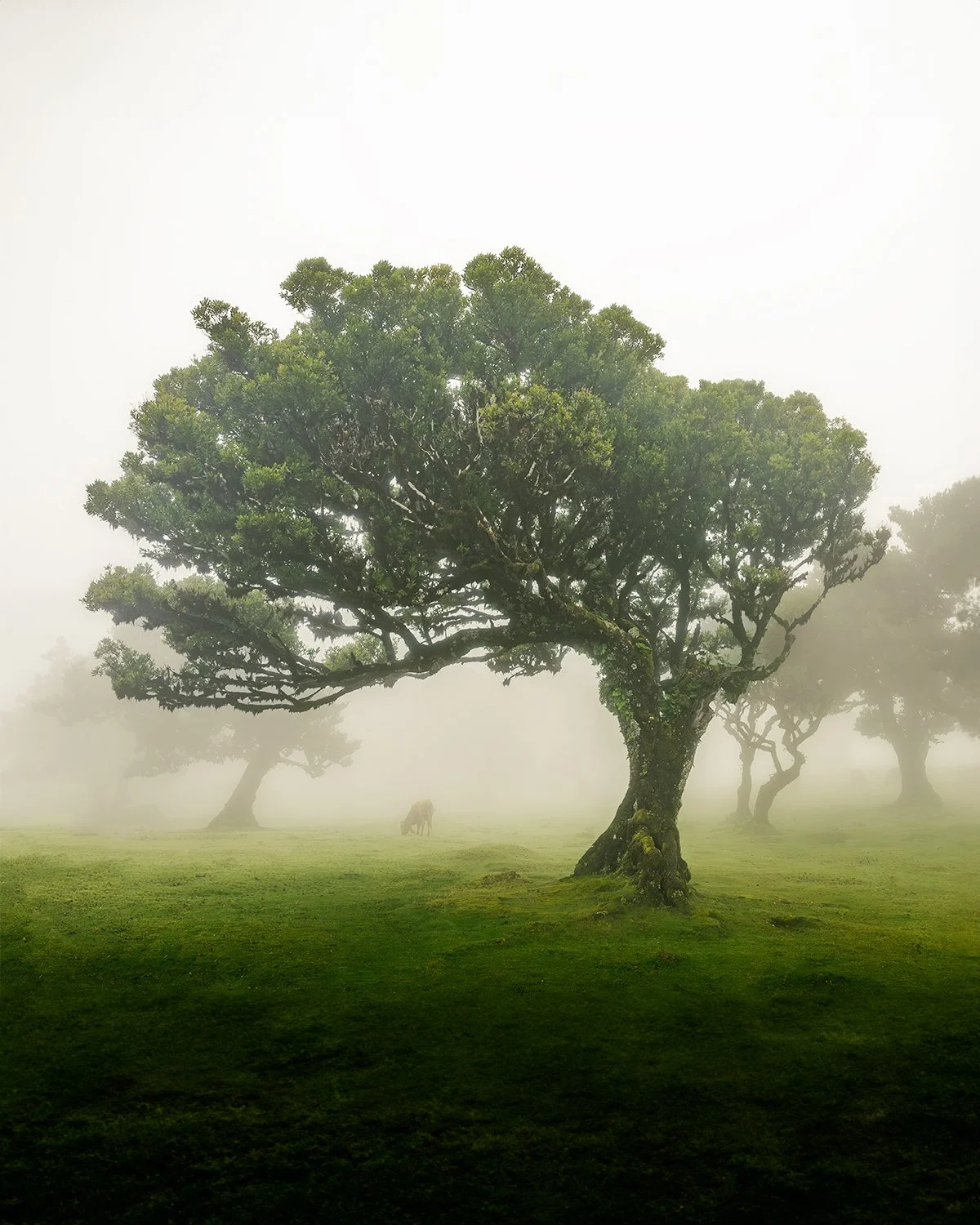 Cow Under Tree - 4x5.jpg