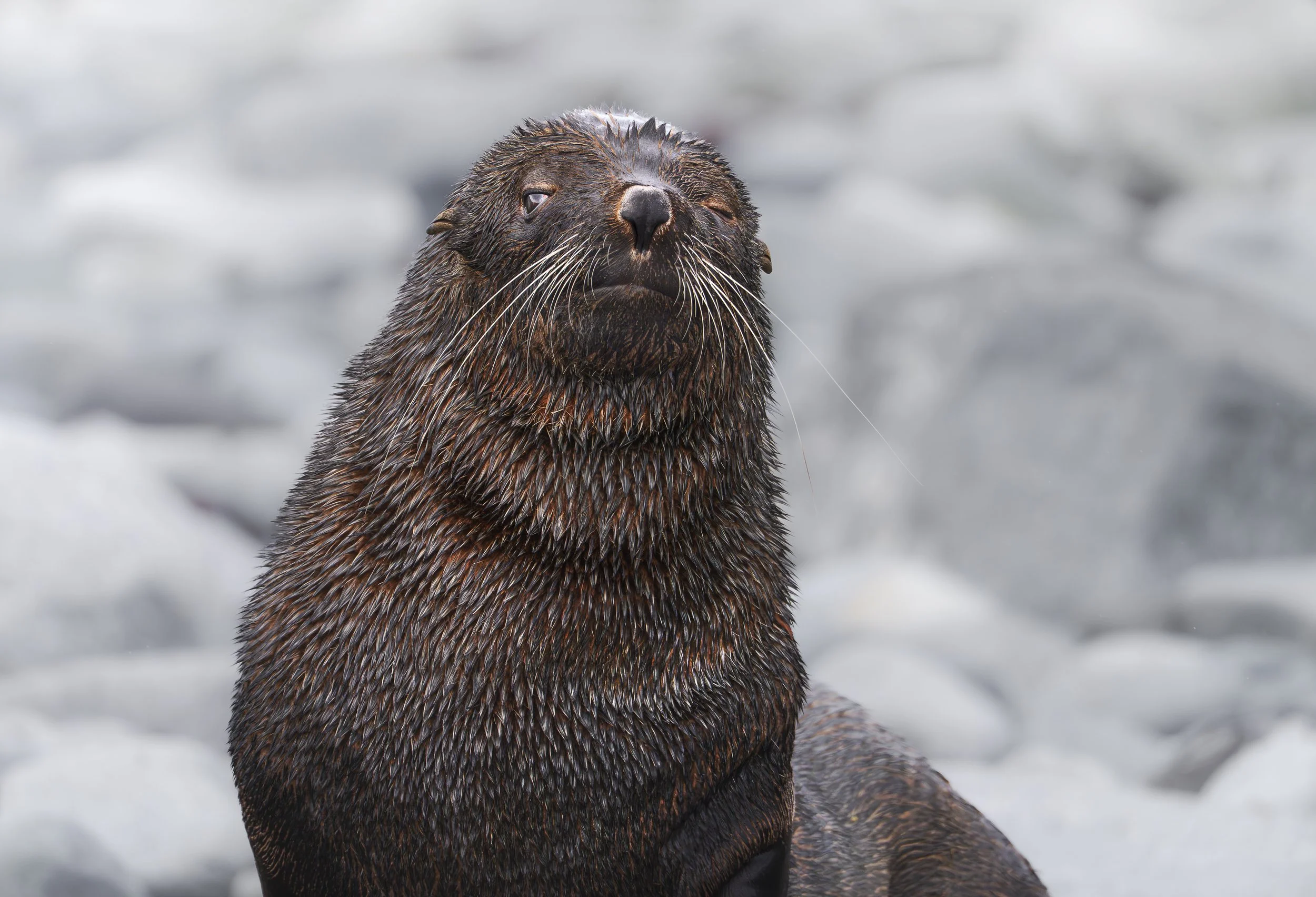 Antarctica-HalfMoon-AntarcticFurSeal1_result.jpg