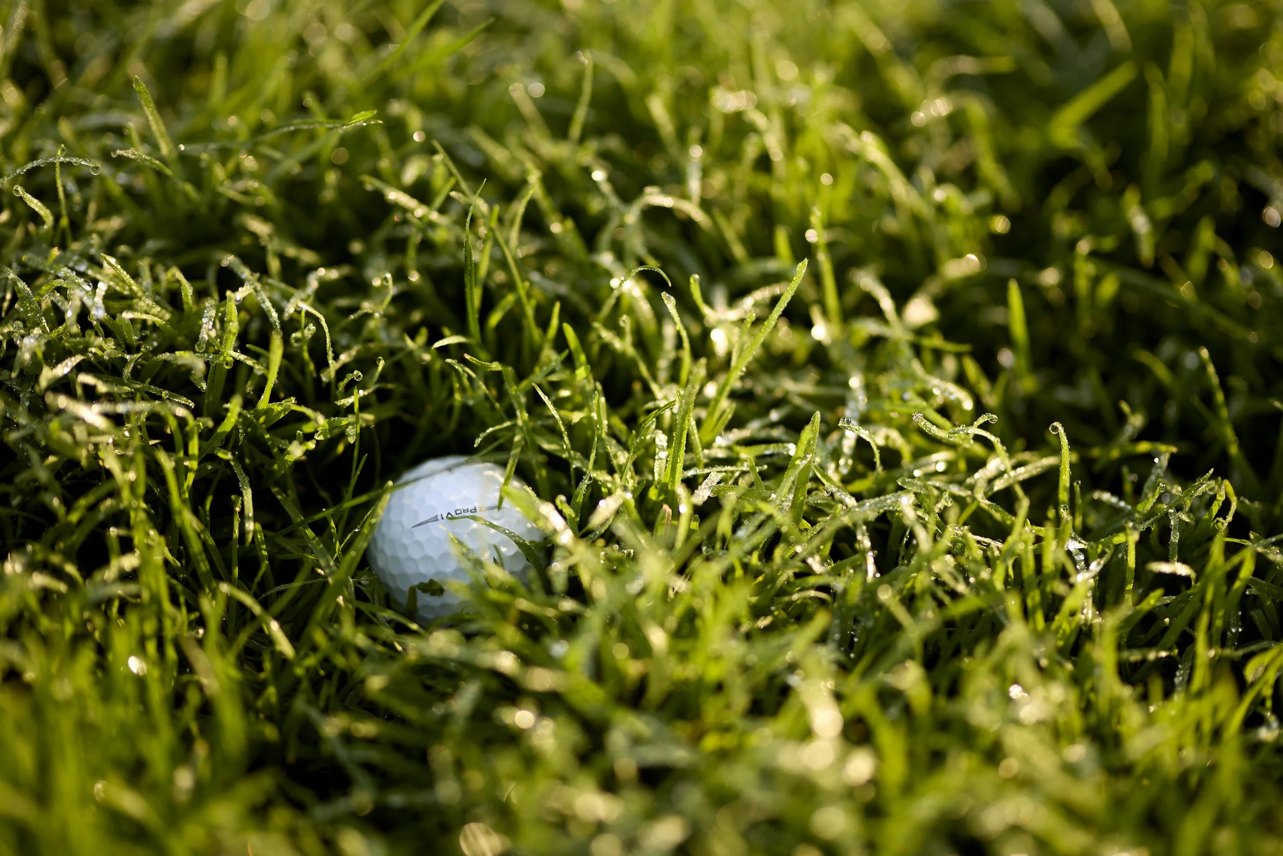 Pelota de golf escondida en la hierba.