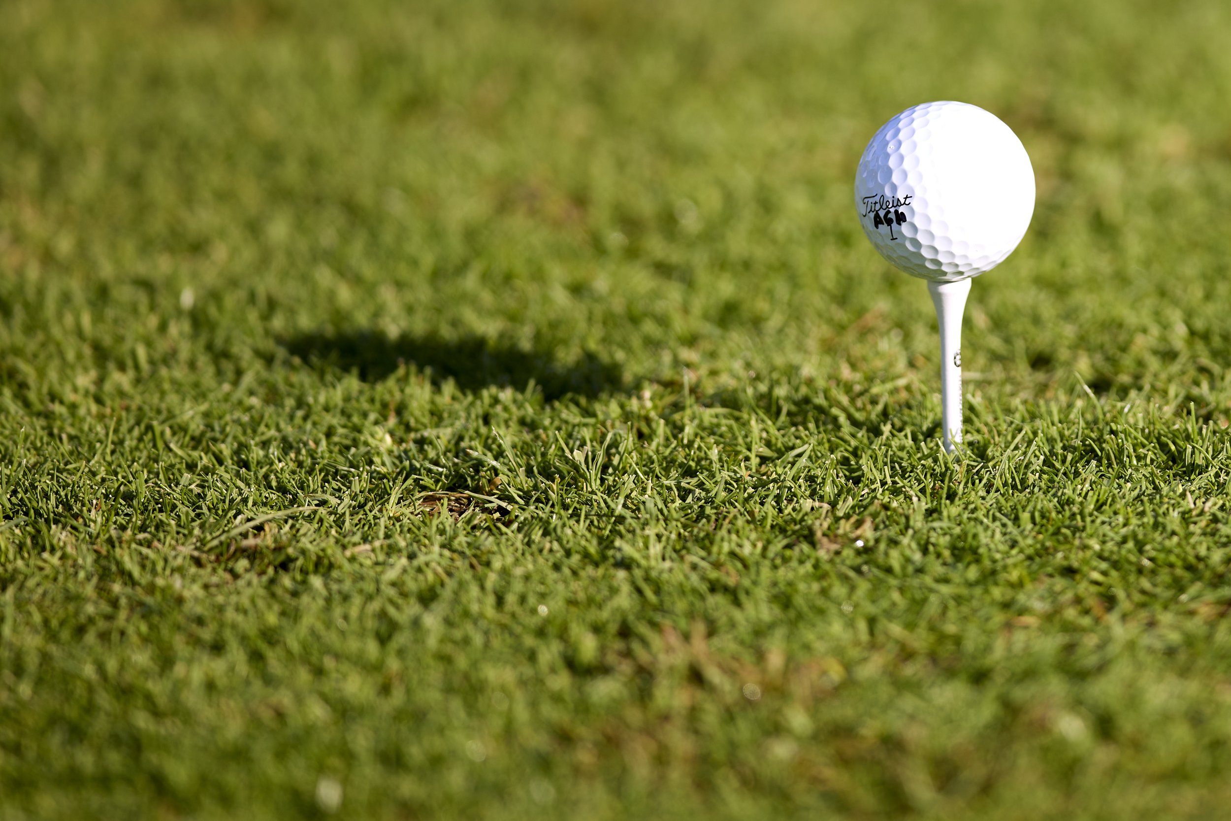 Pelota de golf sobre tee en césped de golf.