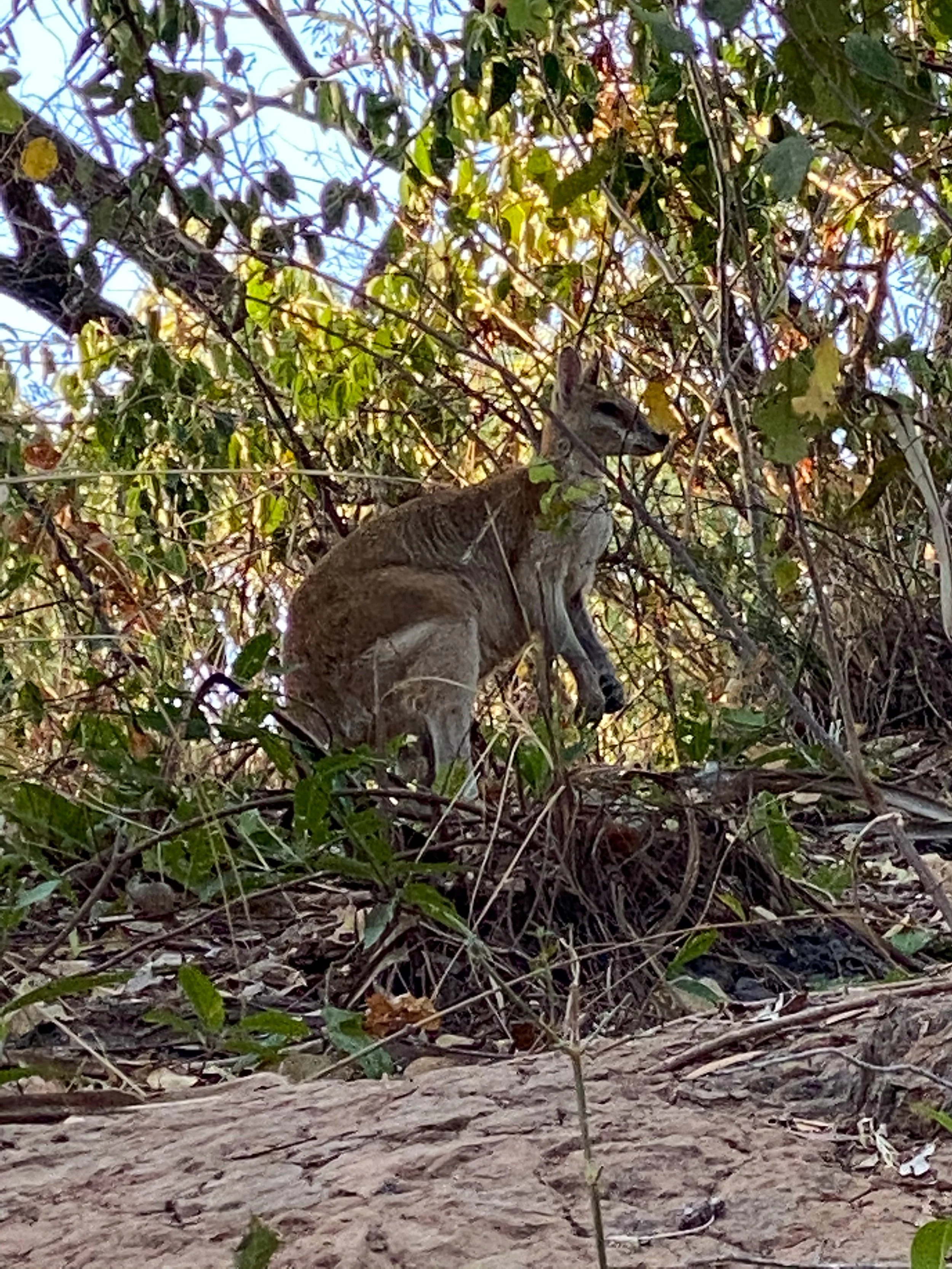 Visiting wallaby or two 