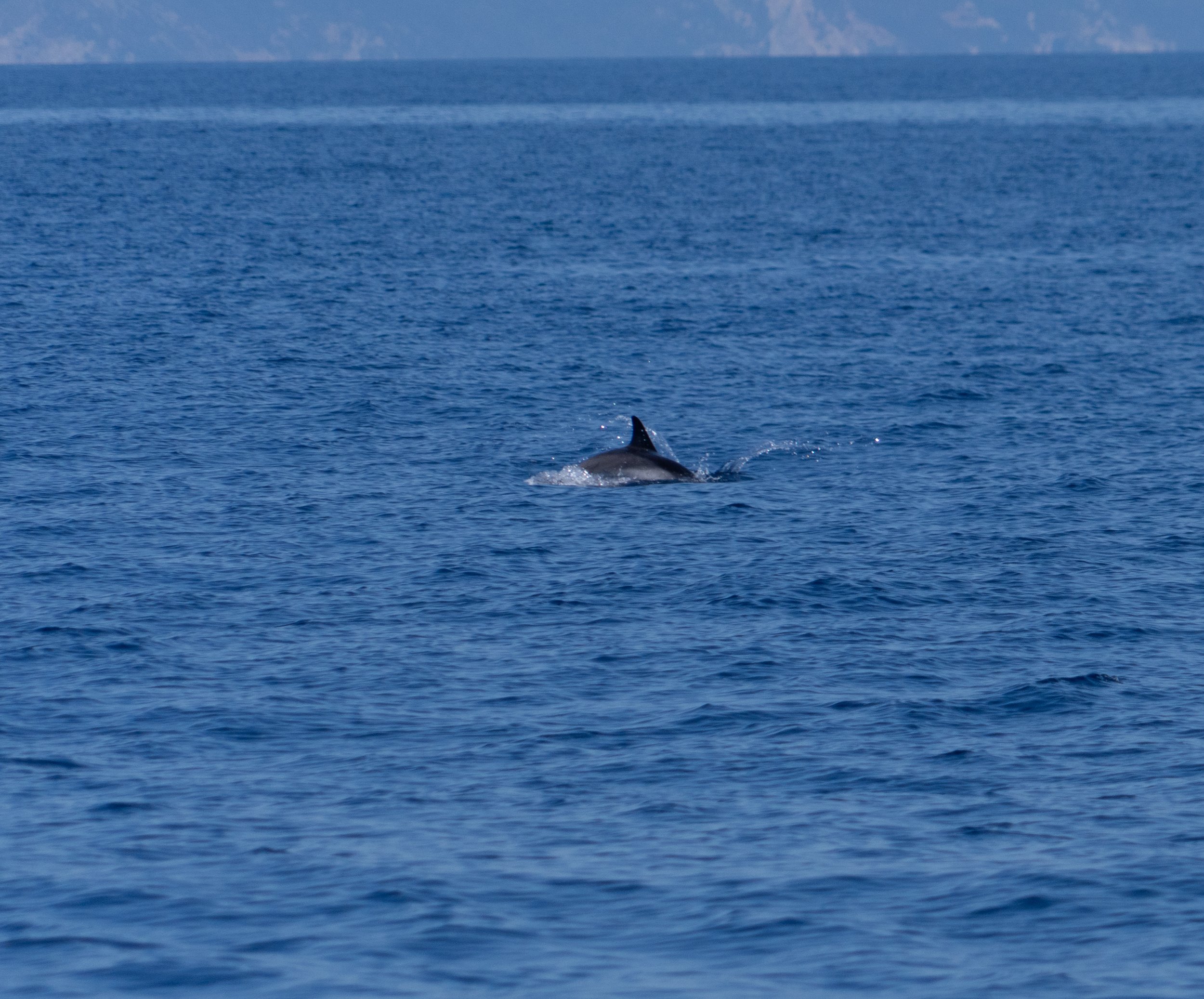 260528 4 A rare dolphin viewing-2.jpg