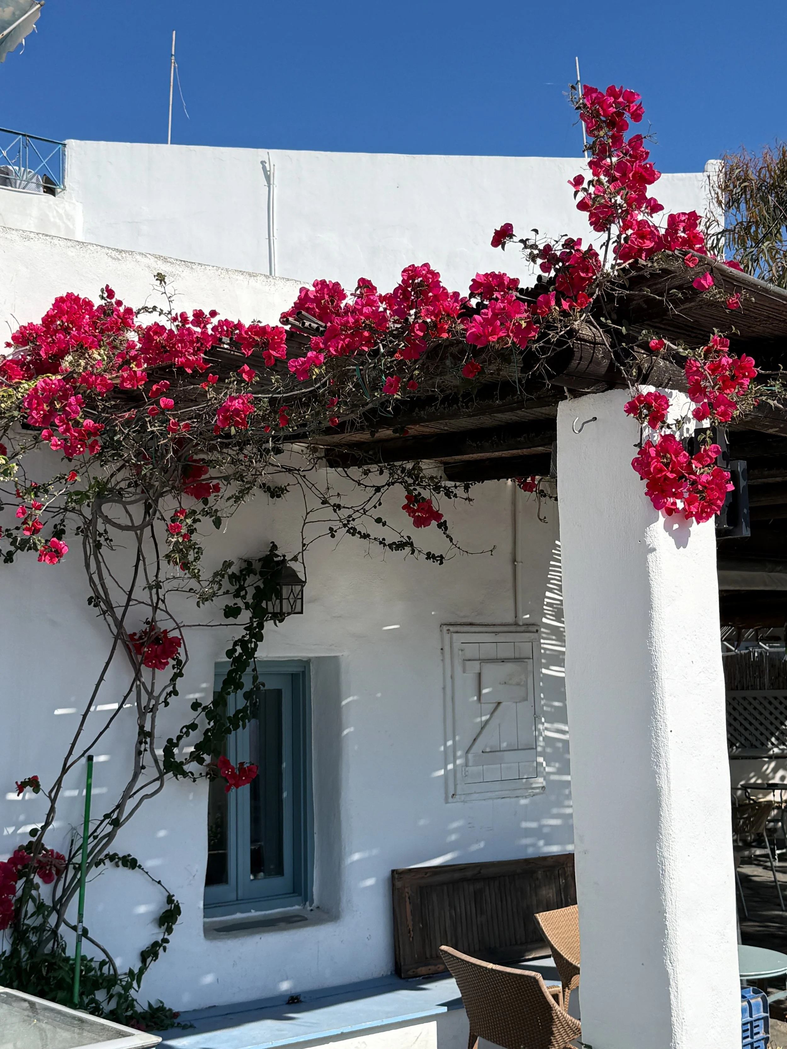 260528 5 Wandering the harbour of Linaria Skyros-3 Flower.jpg
