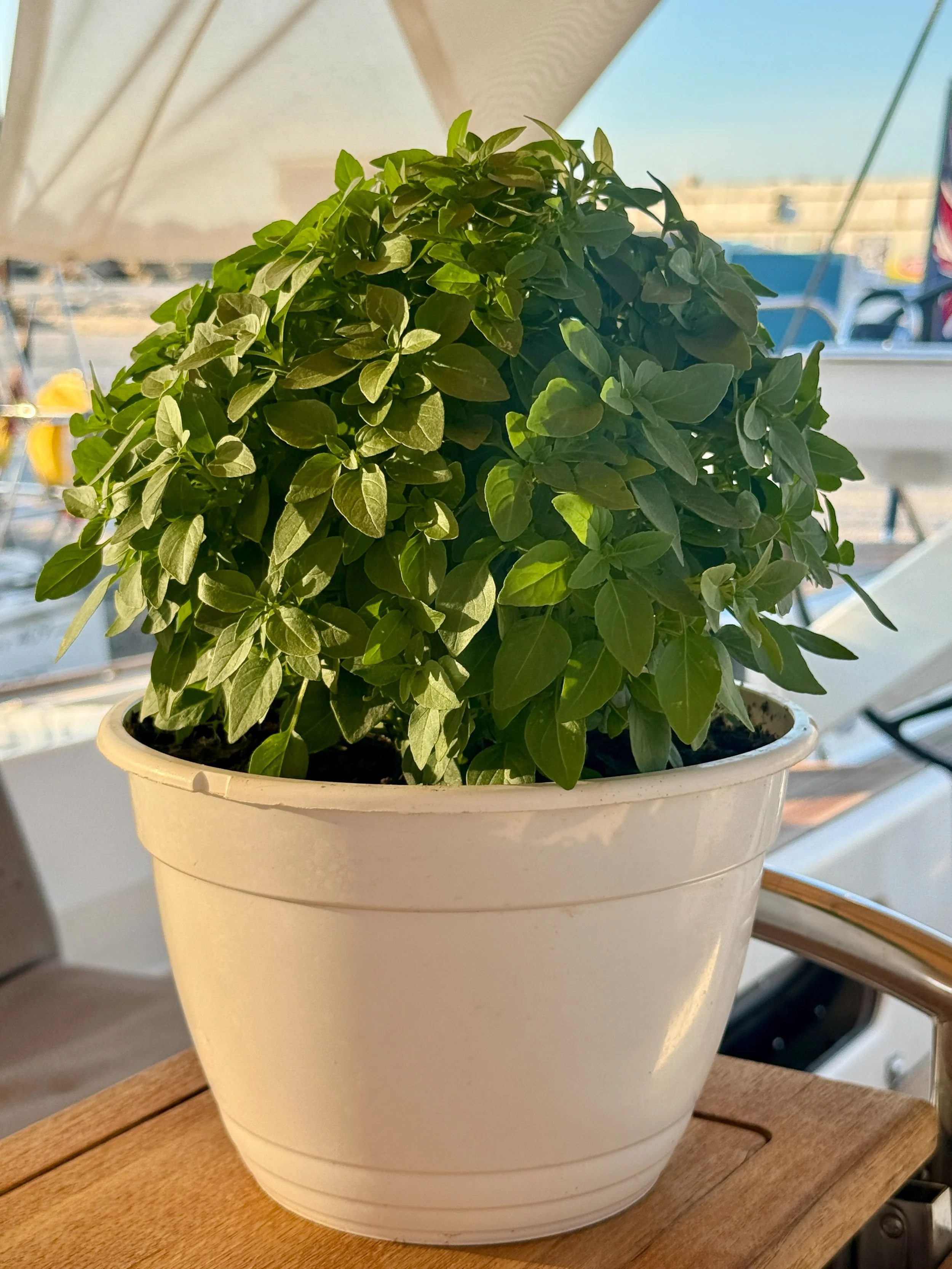Basil Onboard 