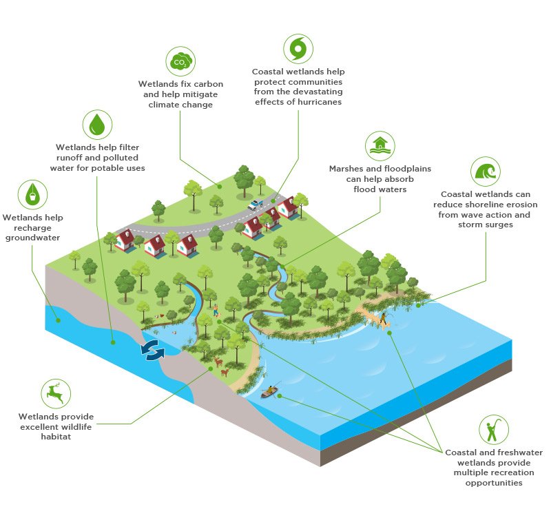 Diagram of wetland benefits showing areas with houses, trees, and water, highlighting functions like carbon fixation, storm protection, water filtration, wildlife habitat, and recreation.