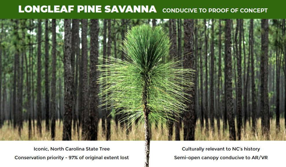 A pine tree in a forest with a semi-open canopy, highlighted in an informational poster about Longleaf Pine Savanna, emphasizing conservation and ecological relevance in North Carolina.