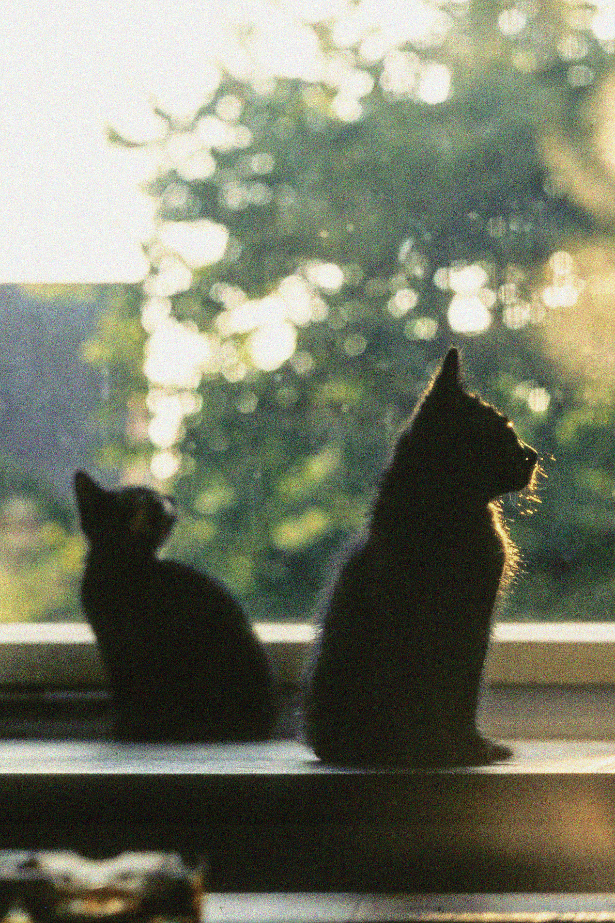 Two silhouetted cats sit on a windowsill, gazing out at a sunlit, blurry green landscape, creating a serene and contemplative mood.