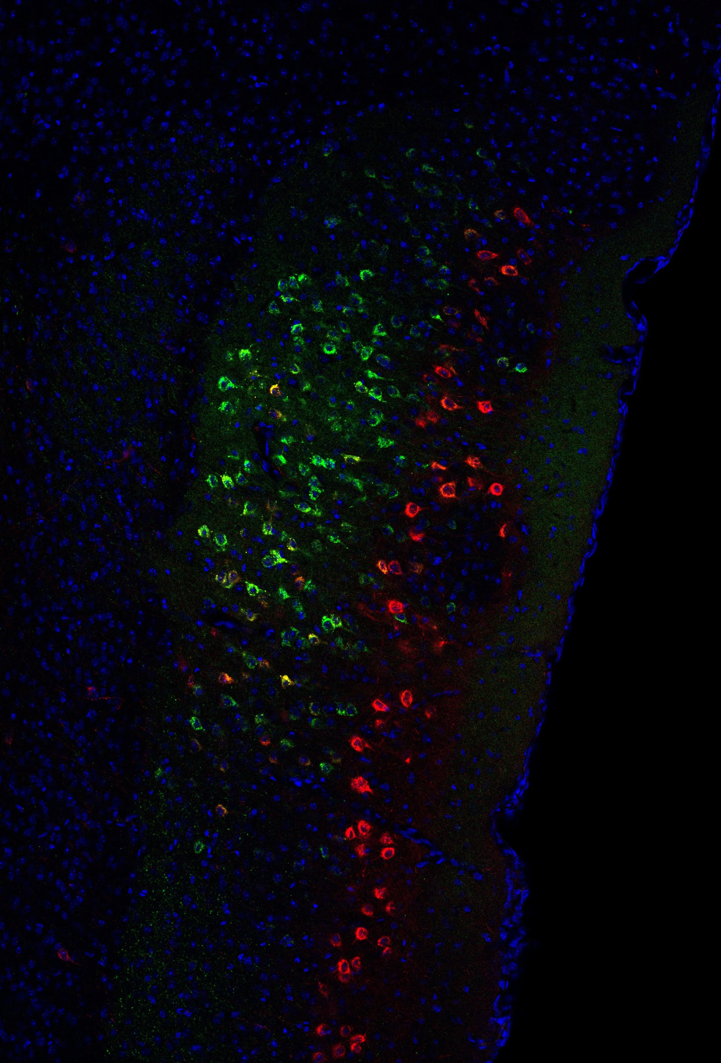 29-1_mec1_figure copy.jpg