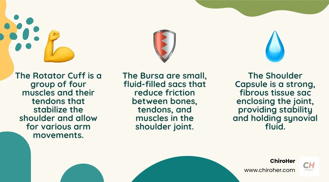 Infographic illustrating the anatomy of the shoulder joint, highlighting the rotator cuff, capsule, and bursa - manual manipulation of the shoulder infographic 3_facts_emoji_nature