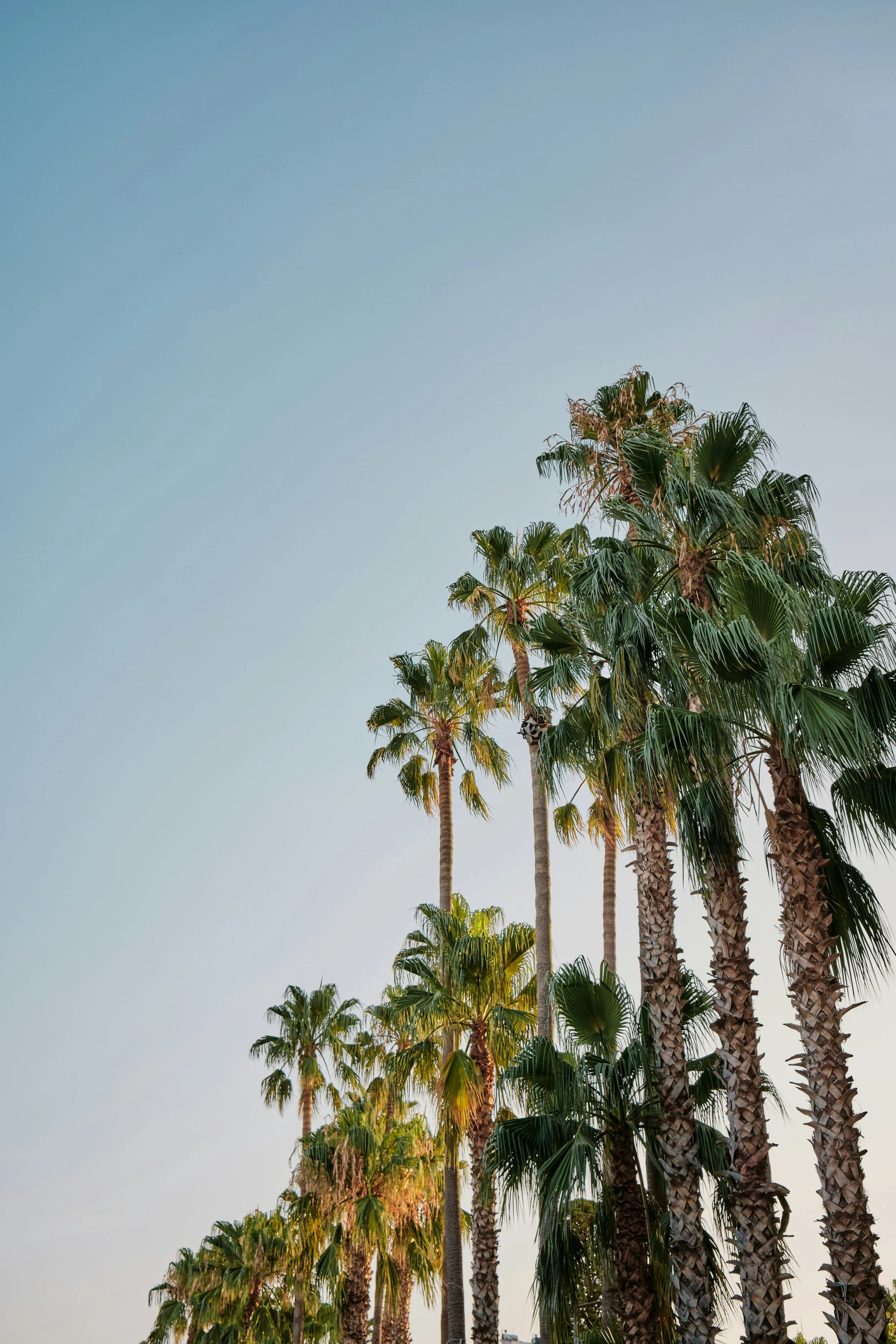 A line of tall palm trees against a clear Los Angeles sky