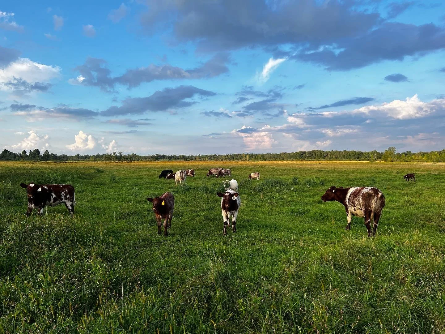 Elm Acres Farm Pasture Raised Meats Local Family Farm Cadott, WI