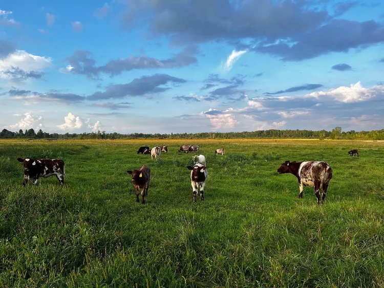 Elm Acres Farm Pasture Raised Meats Local Family Farm Cadott, WI