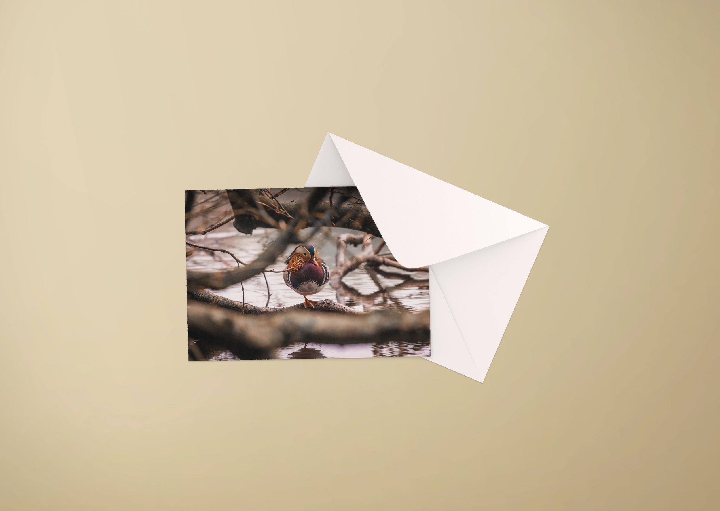 AdobeStock_468246082--_0003_duck.jpg