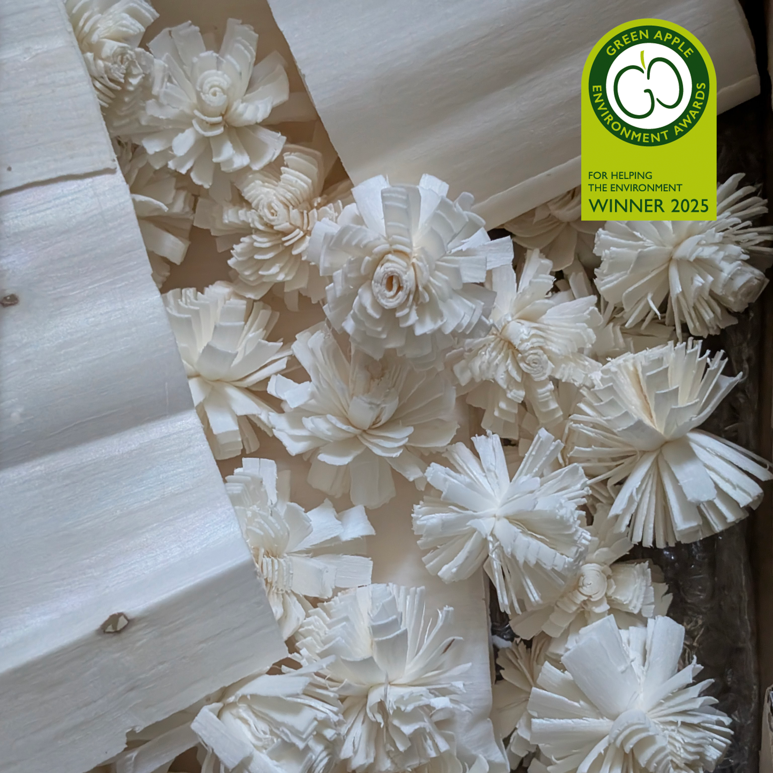 Shola Bloom
