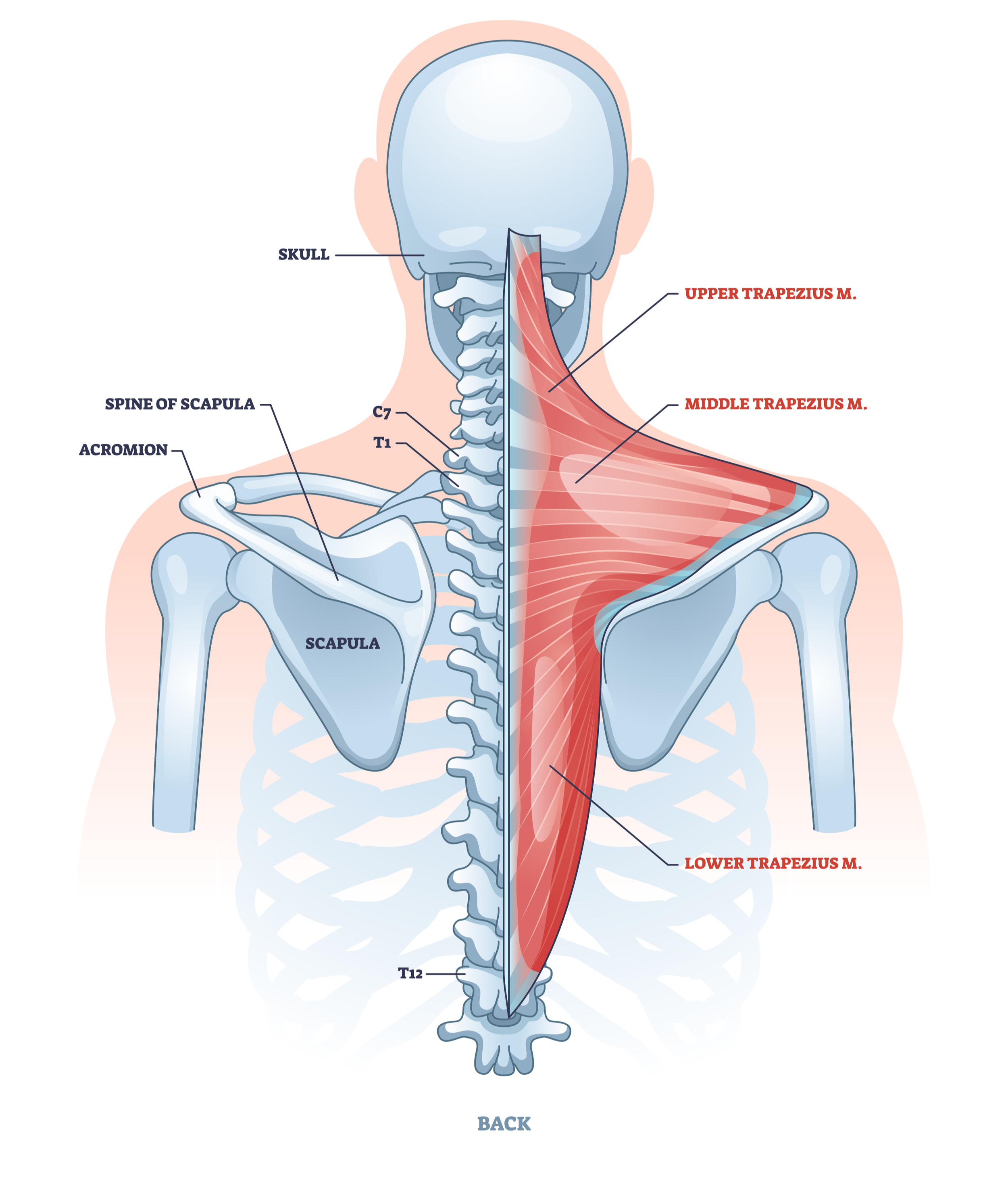 trapezius.png