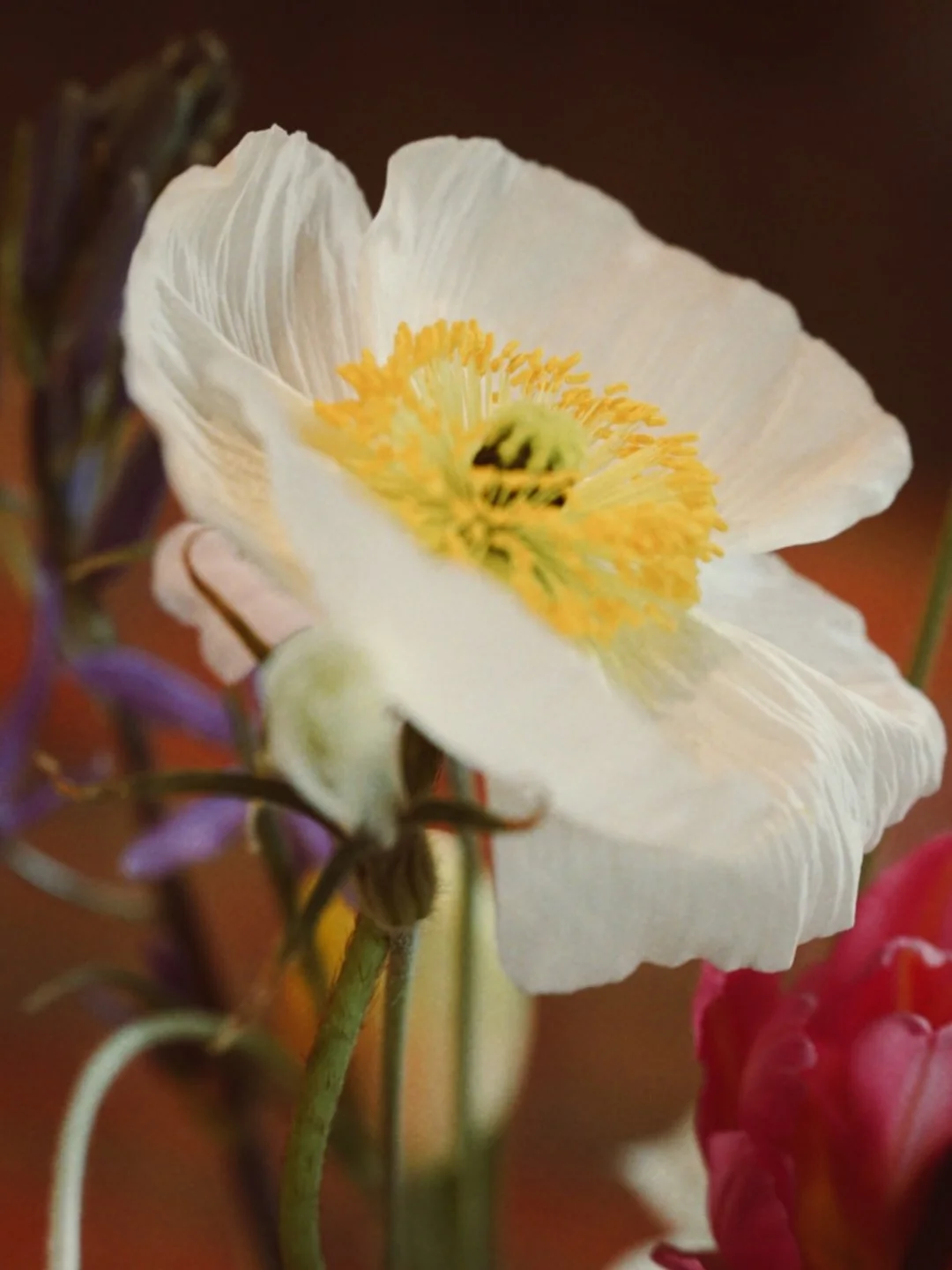 🌷