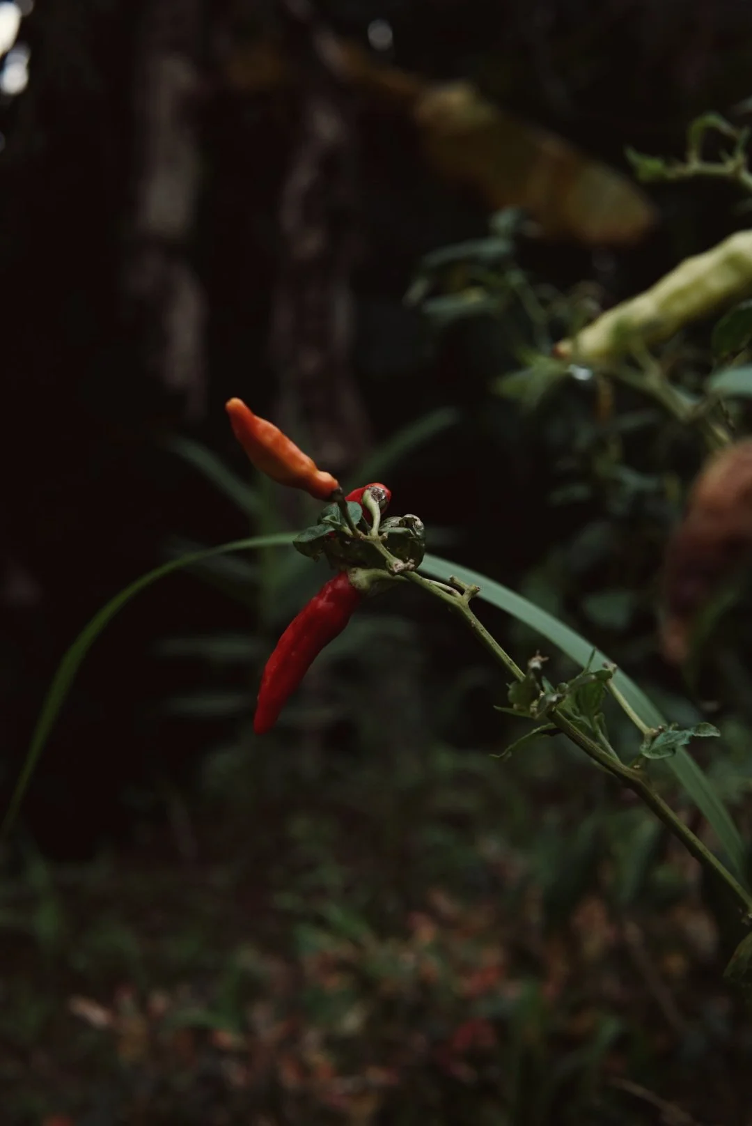 RNI-Films-IMG-6577ACC5-0233-48C4-A753-7A972E1B53B6 2.JPG