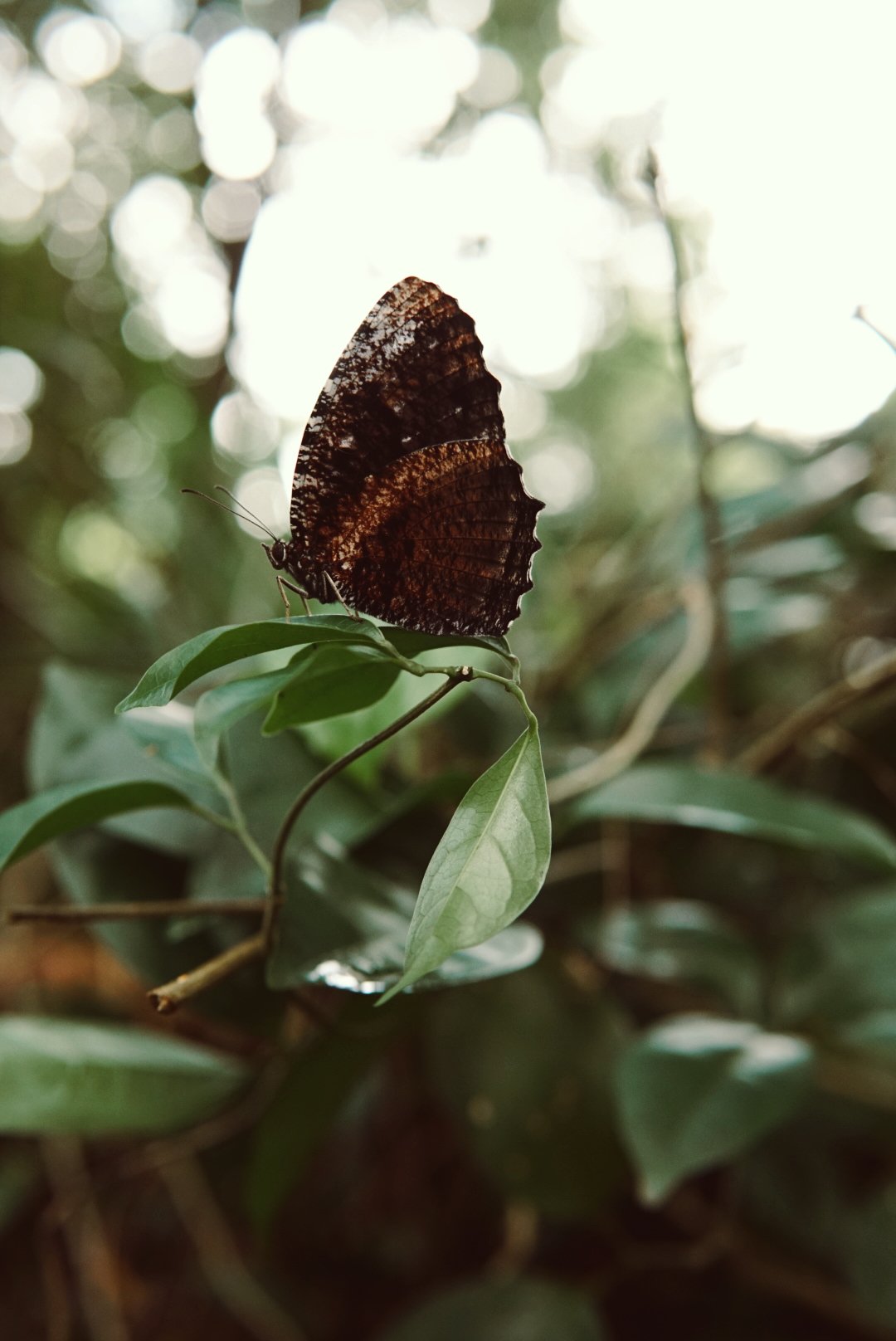 RNI-Films-IMG-4DA5323D-1388-476C-A5B8-6AB8A742EF59 2.JPG