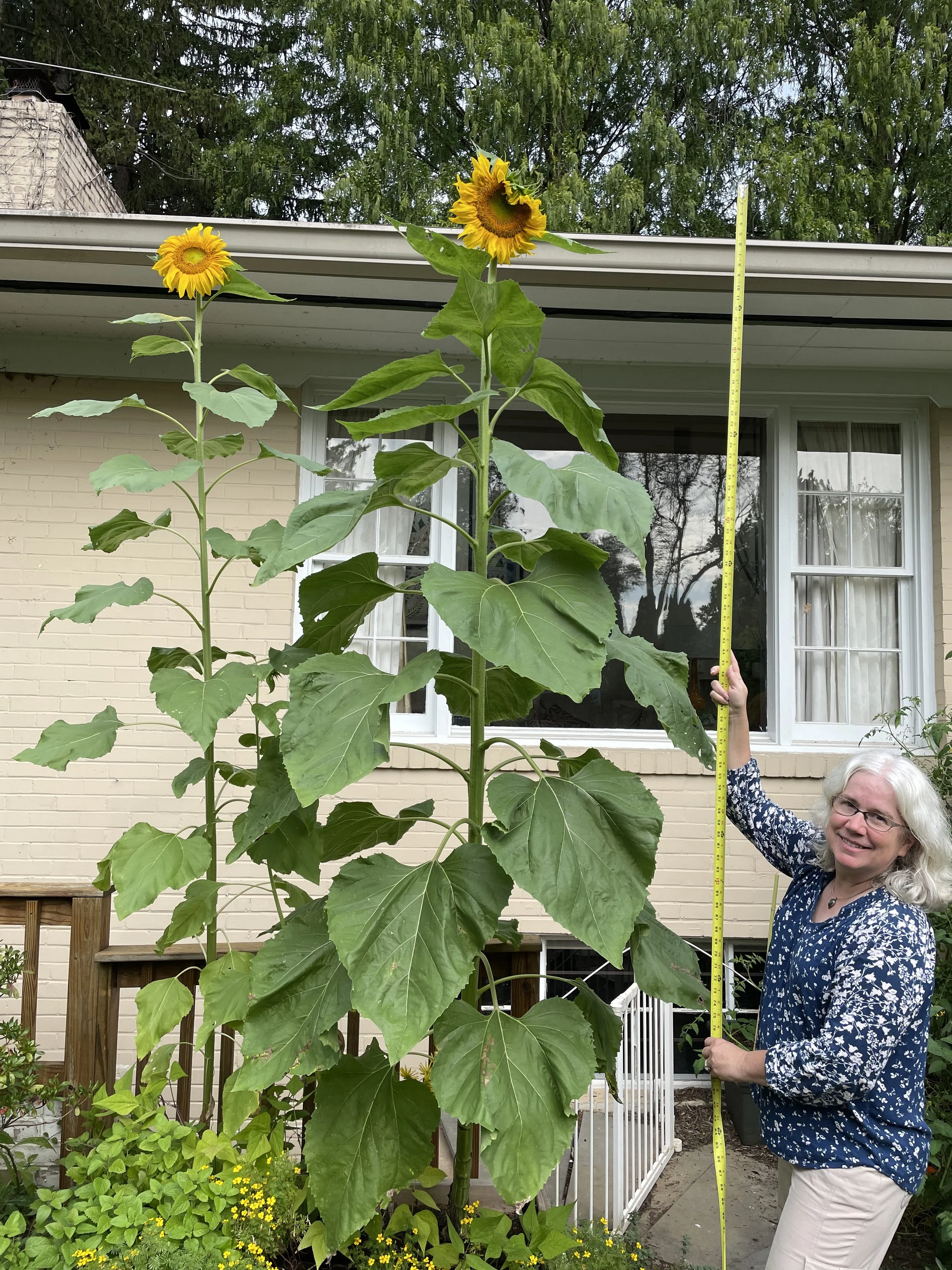 Tall sunflowers, artist photo