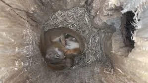 Squirrels nesting in winter.jpg