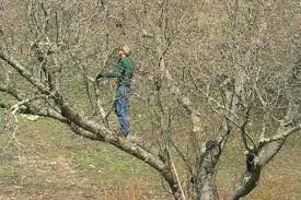 Apple tree.jpg