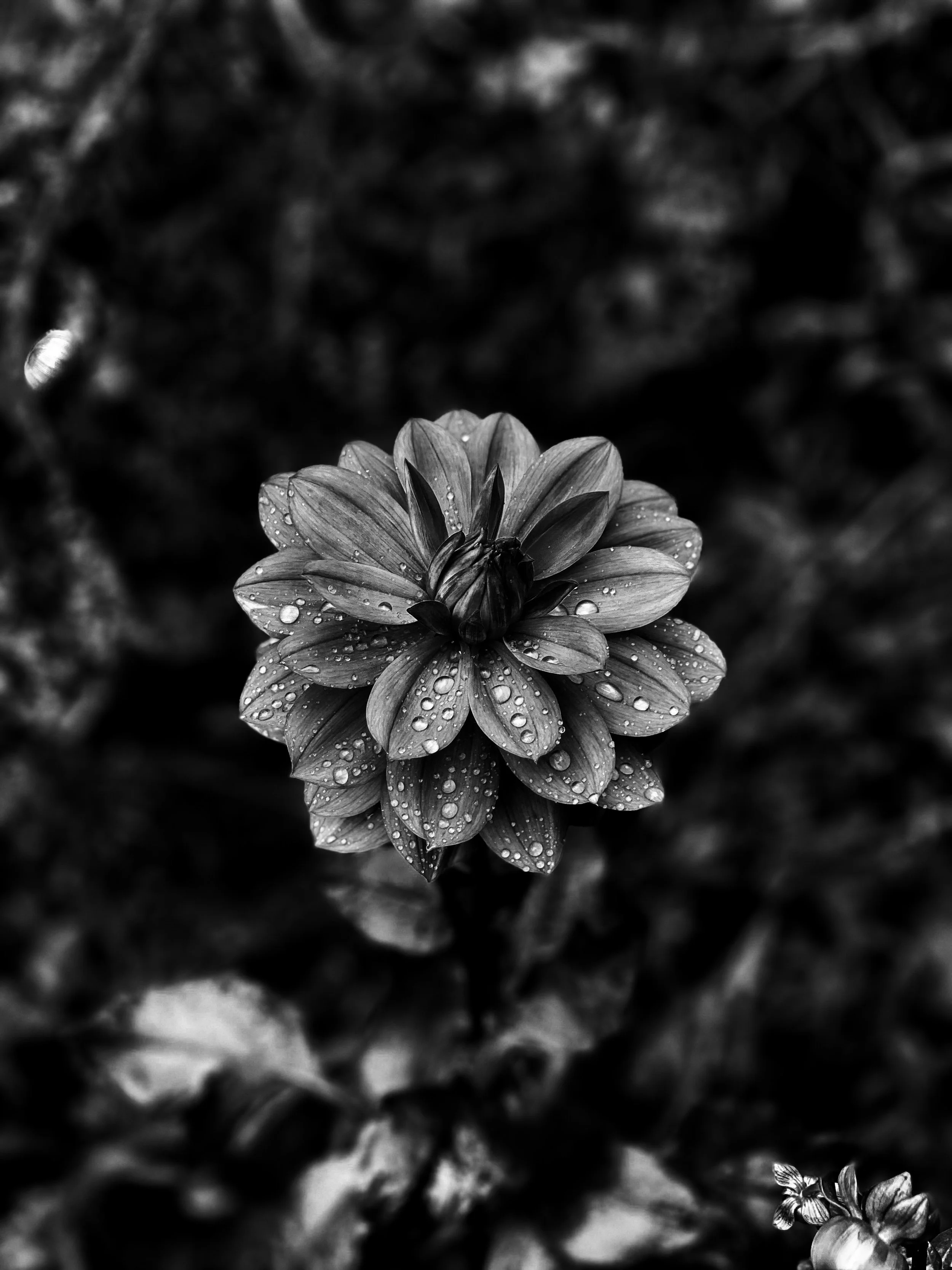 Night Dahlia 20" x 30" (SOLD)