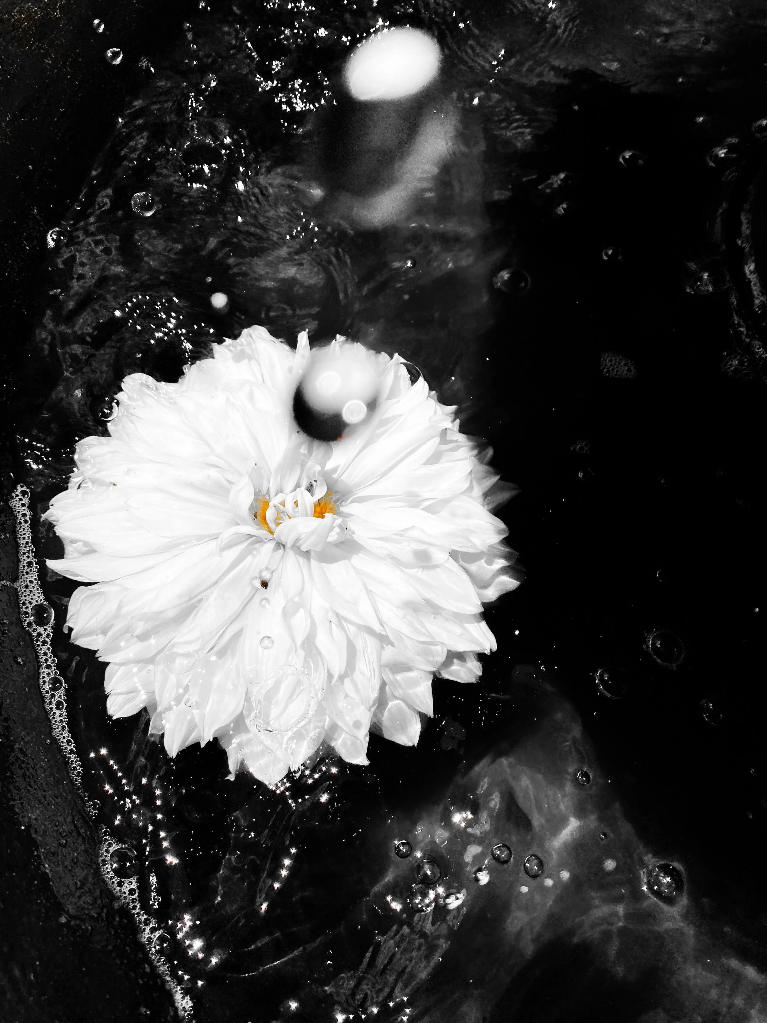 Last in the Fountain 8” X 10”  (SOLD)