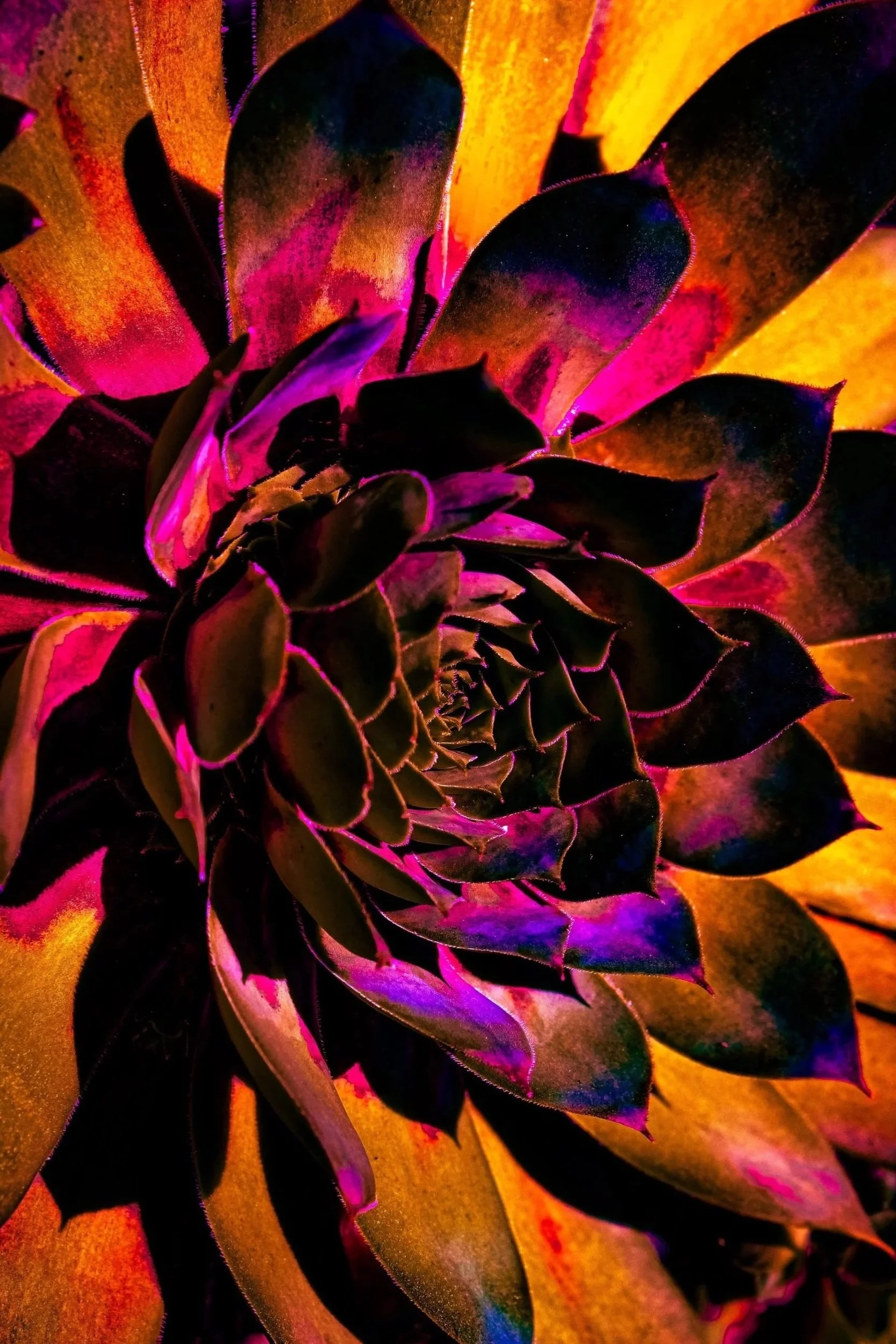 Dudleya 30” X 60”