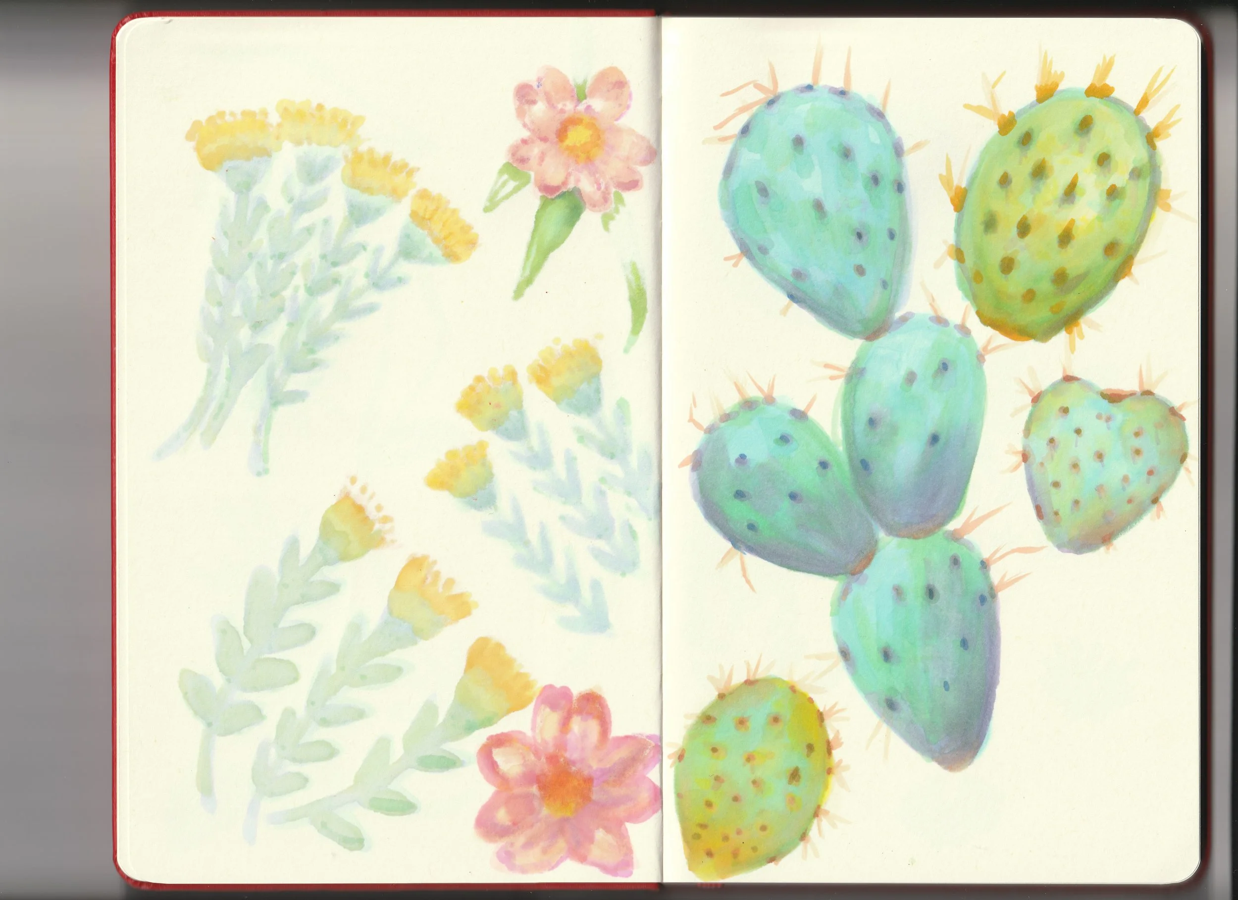 sketch-colorful-cactus-veramis-graphic-designer.jpg