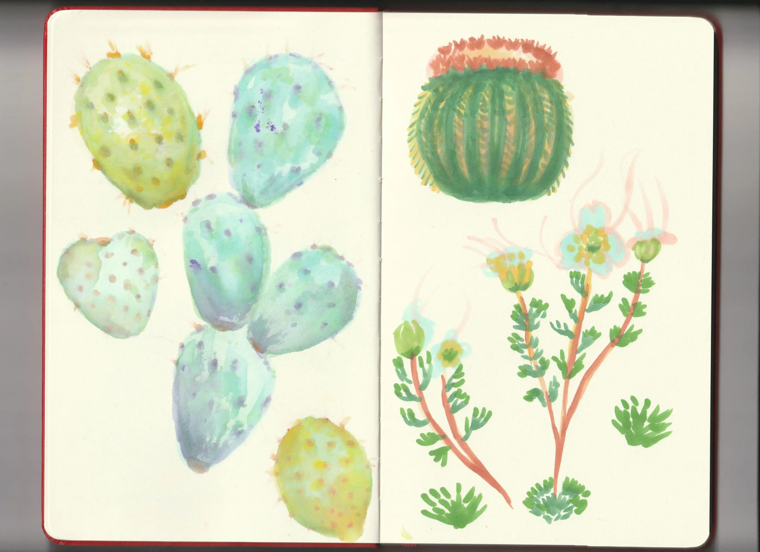cactus-sketch-illustration-veramis-designer.jpg