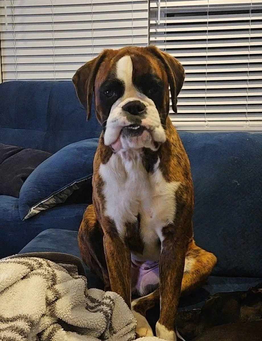 Sugar, Age 3