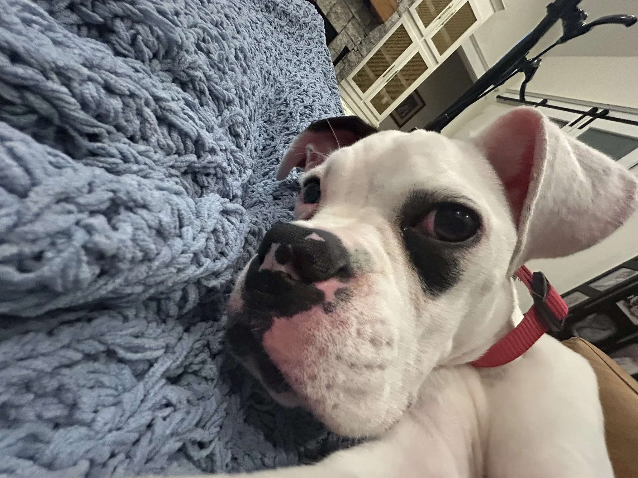 Pongo, Age 6 Months