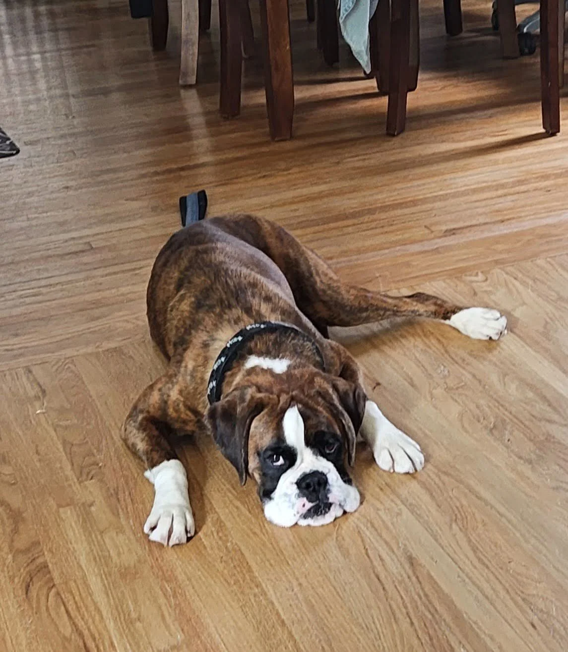 Sugar, Age 3