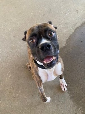 Chester, Age 4.5