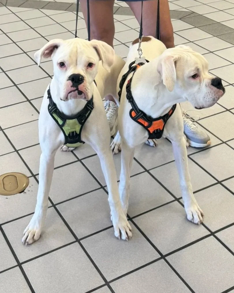Ben and Quinn, Age 9 Months