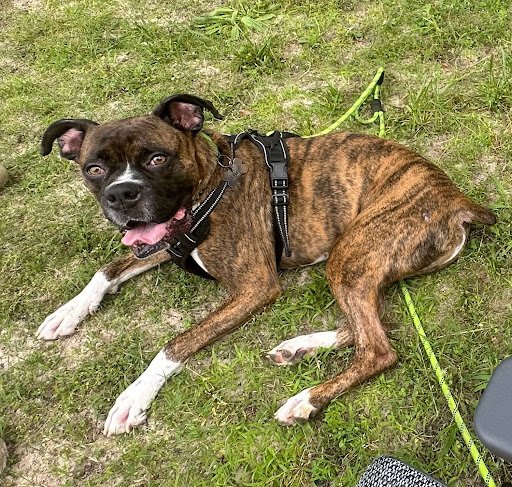 Chester, Age 4.5
