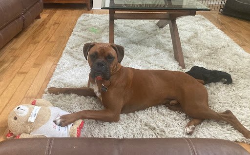 Cooper, Age 1.5
