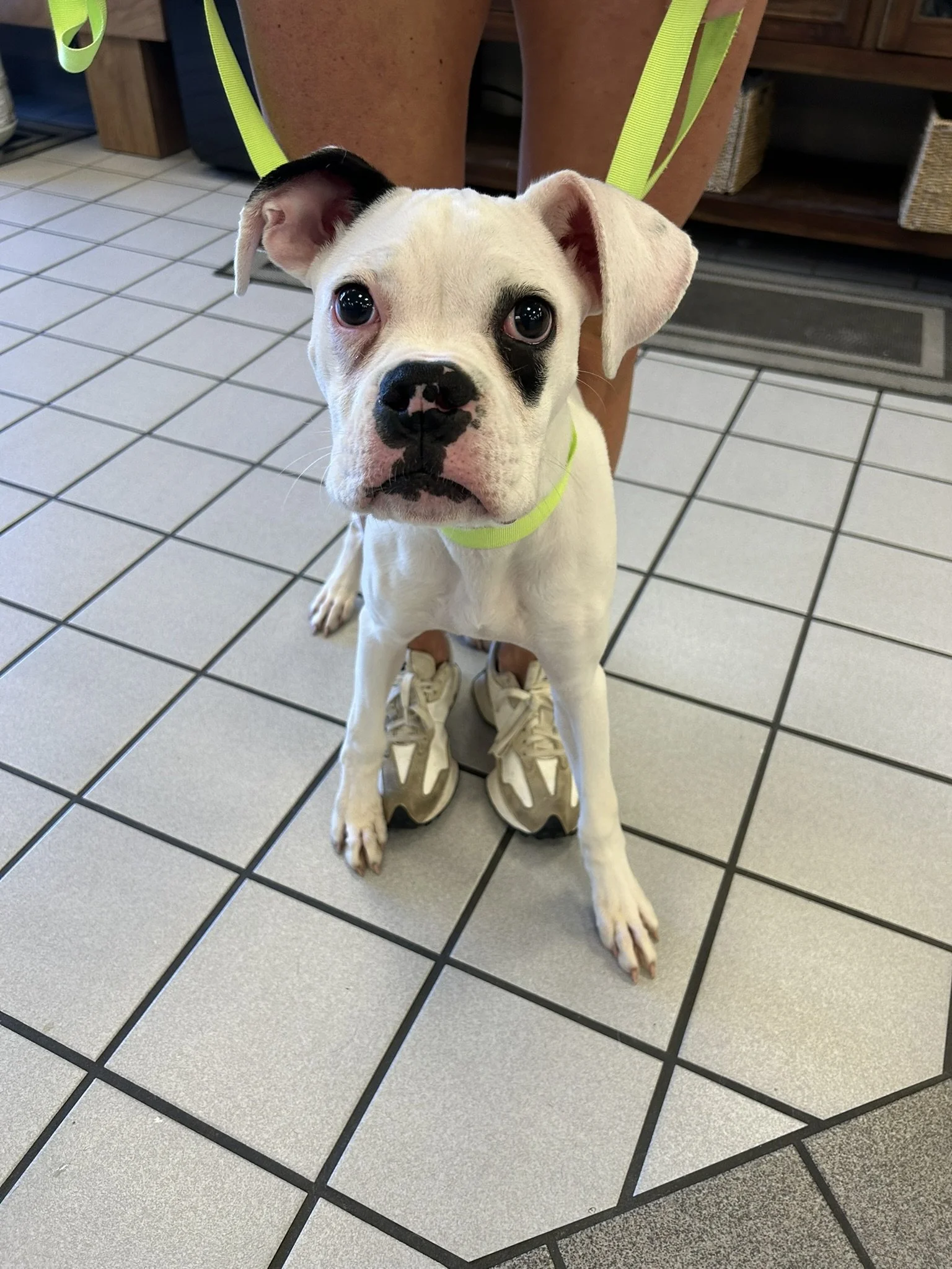 Pongo, Age 6 Months