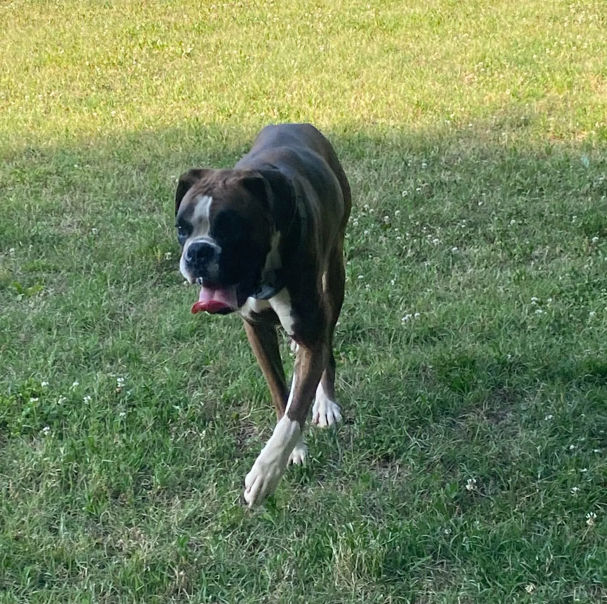 Molly, age 2