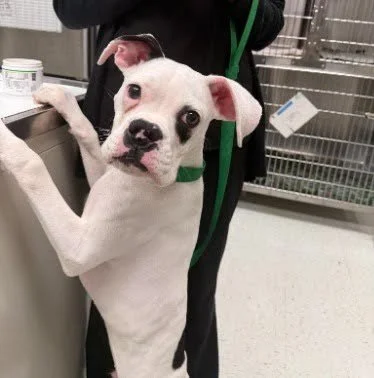 Pongo, Age 6 Months