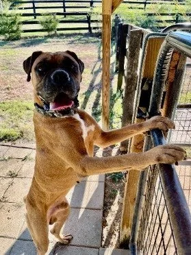 Harvey, Age