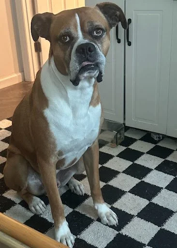 Ozzy, Age 7